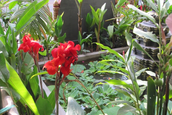 Popular Boutique Hotel (Siem Reap)